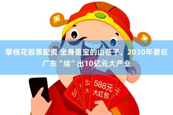 攀枝花股票配资 全身是宝的山苍子，2030年要在广东“结”出10亿元大产业